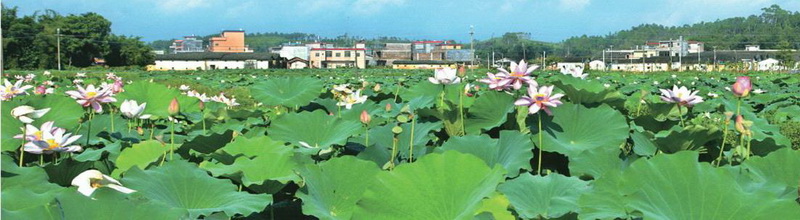 樓下村盤活村中八畝土地,成就了佛岡一景,也為該村帶來經(jīng)濟效益。