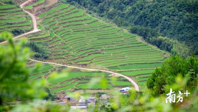 黑山村梯田。記者黃津 攝